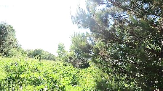 В этот раз, когда гуляли на природе, кончил жене в рот